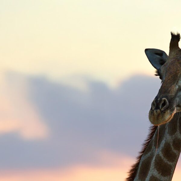 Close-up shot of a giraffe's head during the day in Namibia