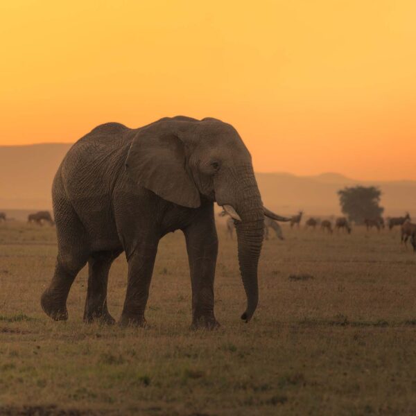 Majestic elephant strolls through a picturesque landscape at sunset