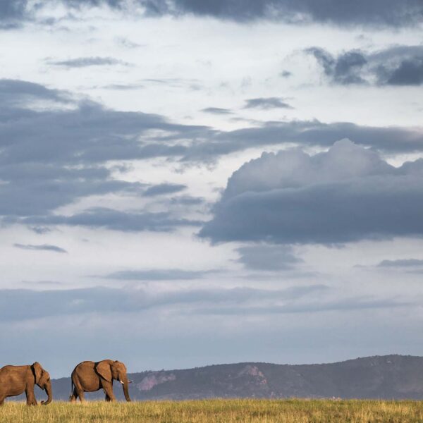 African Elephant family (Loxodonta Africana) at sunset seen on an africa wildlife safari holiday at