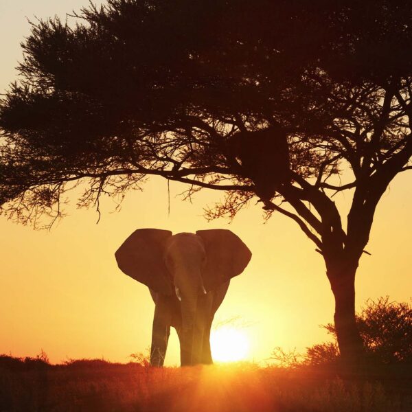 Bushpilot Adventures in Africa